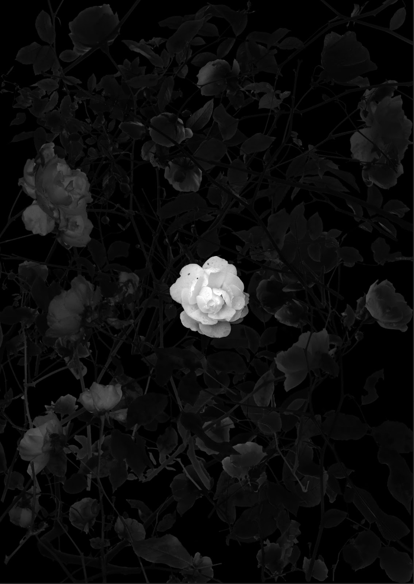 ROSES 6