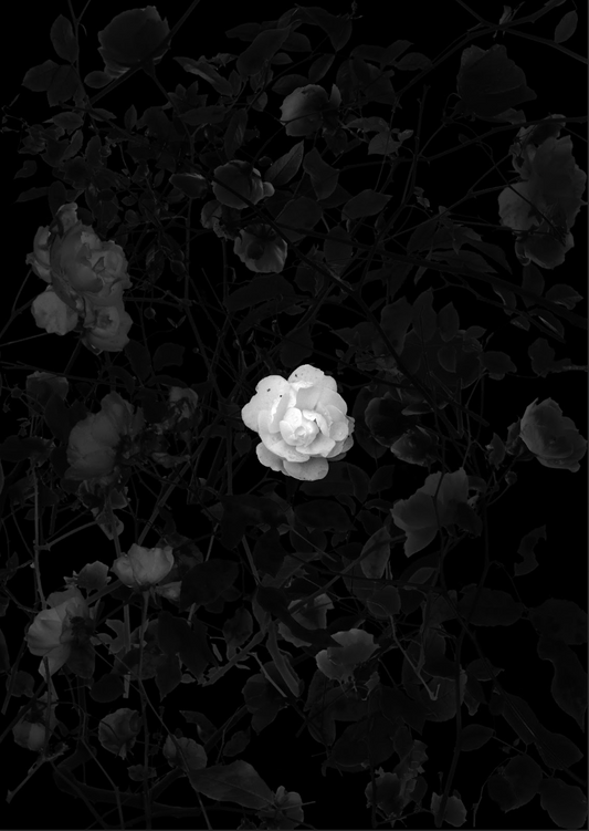 ROSES 6