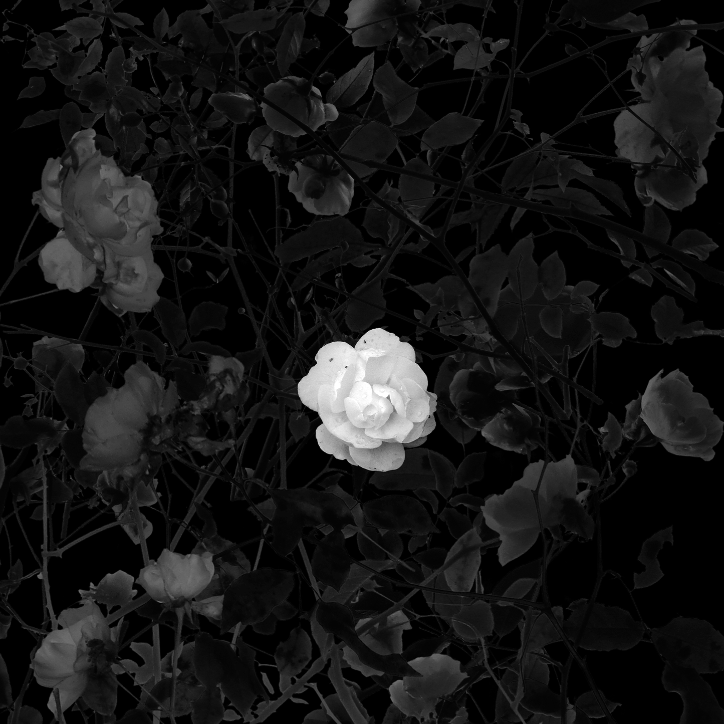 ROSES 6