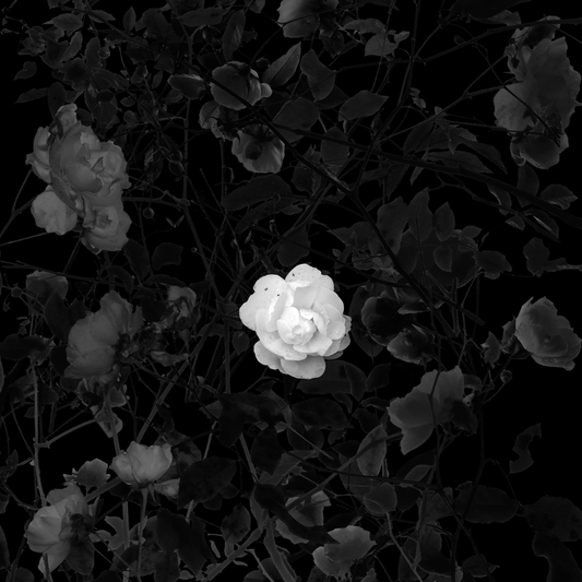 ROSES 6